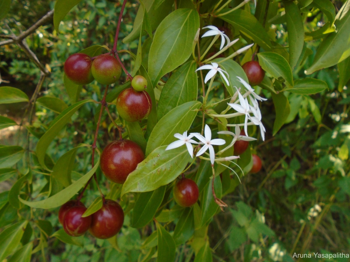 Carissa inermis